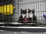 Checks &amp; Tux - Domestic Short Hair + Tuxedo Cat