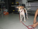 Sugar - Mixed Breed Dog