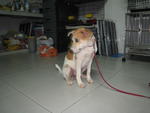 Sugar - Mixed Breed Dog