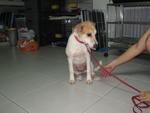 Sugar - Mixed Breed Dog