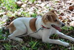 Sugar - Mixed Breed Dog