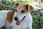 Sugar - Mixed Breed Dog