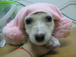 First - Mixed Breed Dog