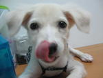 First - Mixed Breed Dog