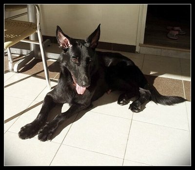 Lucky - German Shepherd Dog Dog