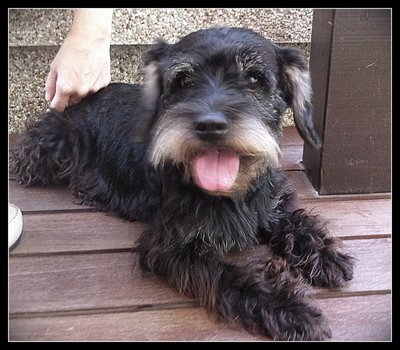 Oreo2 - Schnauzer Dog