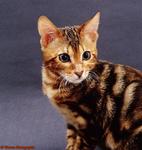 April - Bengal Cat