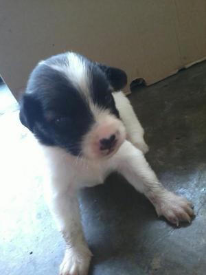 ~6 Snow Baby~ - Border Collie + Labrador Retriever Dog