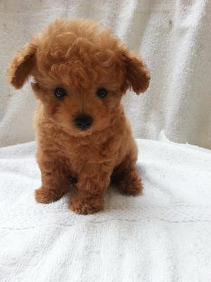 99taiwan Red Tcup Poodle With Mka - Poodle Dog