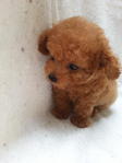 99taiwan Red Tcup Poodle With Mka - Poodle Dog