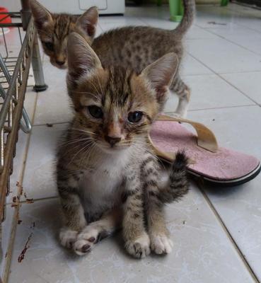 2  Adorable  Kittens - Domestic Medium Hair Cat