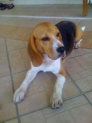 Milo (Beagle Pure Breed) - Beagle Dog