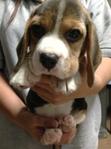 Beagle Tri Color Champion Lineage M - Beagle Dog