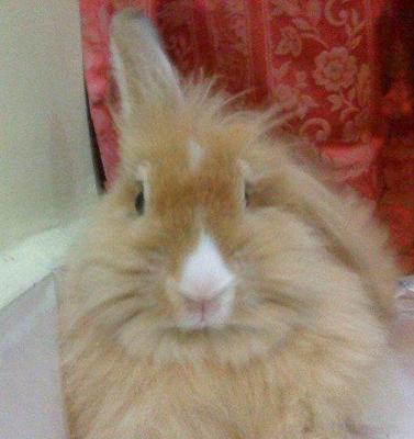 Fluffy - Angora Rabbit Rabbit