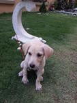 Booboo - Labrador Retriever Mix Dog