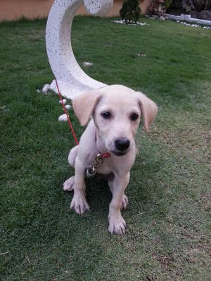 Booboo - Labrador Retriever Mix Dog