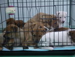 ❾puppies ( 6 Weeks  ) - Mixed Breed Dog