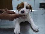 (female) Adopted by KM Hoi ( 019-3859316 )