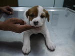 (female) Adopted by KM Hoi ( 019-3859316 )