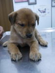 ❾puppies ( 6 Weeks  ) - Mixed Breed Dog