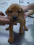 ❾puppies ( 6 Weeks  ) - Mixed Breed Dog