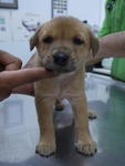 ❾puppies ( 6 Weeks  ) - Mixed Breed Dog