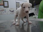 ❾puppies ( 6 Weeks  ) - Mixed Breed Dog