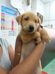 ❾puppies ( 6 Weeks  ) - Mixed Breed Dog