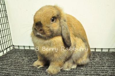 Holland Lop - Tort 23 - Holland Lop Rabbit