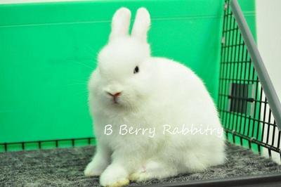 Netherland Dwarf - Bew 23 - Netherland Dwarf Rabbit