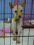 ♥wawa♥ ( Medium) 7 Months - Mixed Breed Dog