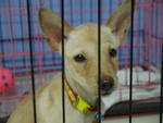 ♥wawa♥ ( Medium) 7 Months - Mixed Breed Dog