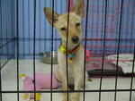 ♥wawa♥ ( Medium) 7 Months - Mixed Breed Dog