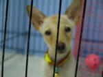 ♥wawa♥ ( Medium) 7 Months - Mixed Breed Dog