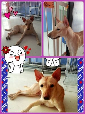 ♥wawa♥ ( Medium) 7 Months - Mixed Breed Dog