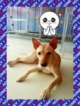 ♥wawa♥ ( Medium) 7 Months - Mixed Breed Dog