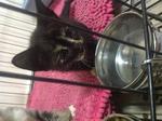 3 Kittens  - Domestic Short Hair Cat