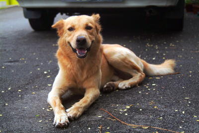 Brownie - Mixed Breed Dog