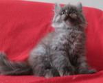 Batman - Persian + Domestic Long Hair Cat