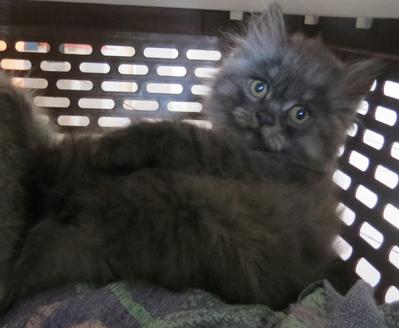 Batman - Persian + Domestic Long Hair Cat