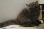 Batman - Persian + Domestic Long Hair Cat