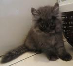 Batman - Persian + Domestic Long Hair Cat