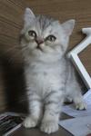 Kimi - Persian + Domestic Short Hair Cat