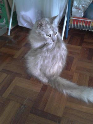 Mimi - Domestic Long Hair Cat