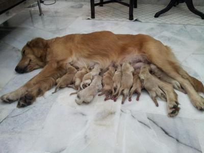 Little Golden Retrievers - Golden Retriever Dog