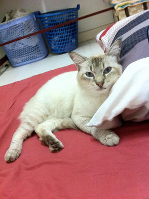 Mochachino Aj Ku-parsi - Domestic Medium Hair + Siamese Cat