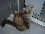 Tomei - Domestic Short Hair Cat