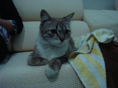 Tomei - Domestic Short Hair Cat