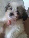 Shihtzu/terrier Puppies - B&amp;w/brown - Shih Tzu + Terrier Dog