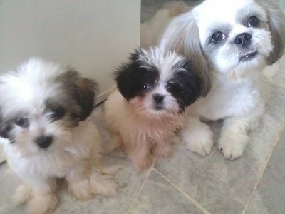 Shihtzu/terrier Puppies - B&amp;w/brown - Shih Tzu + Terrier Dog